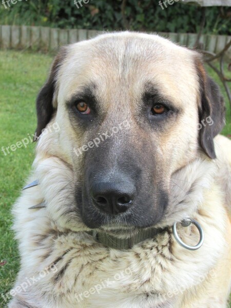 Dog Kangal Nature Free Photos