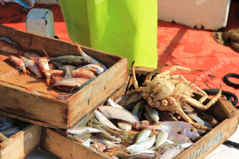 Greece Crab Seafood Fishing Sea