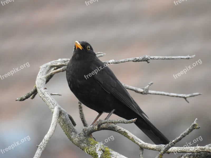 Blackbird Nature Songbird Animal Free Photos