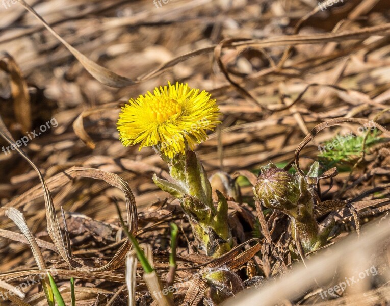 Spring Mother And Stepmother Flowers Beauty Heat