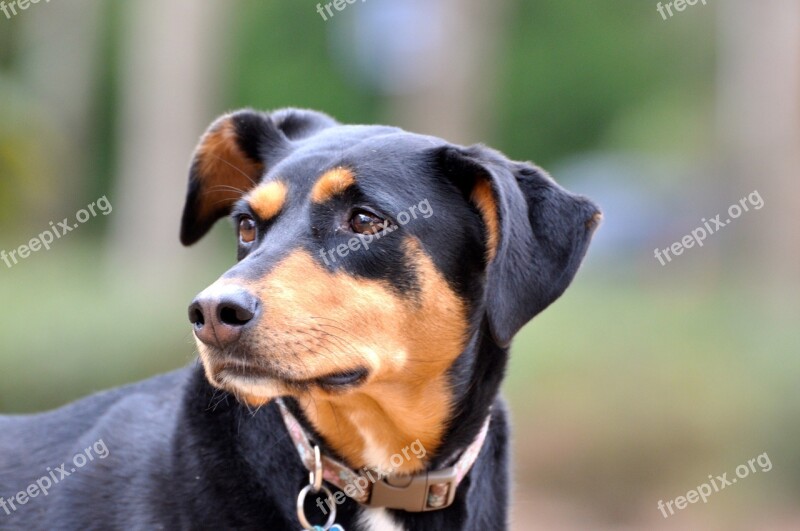 Dog Doberman Rescue Free Photos