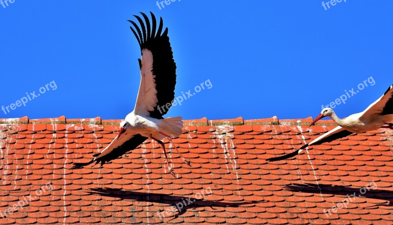 Storks Birds Flying Plumage Nature