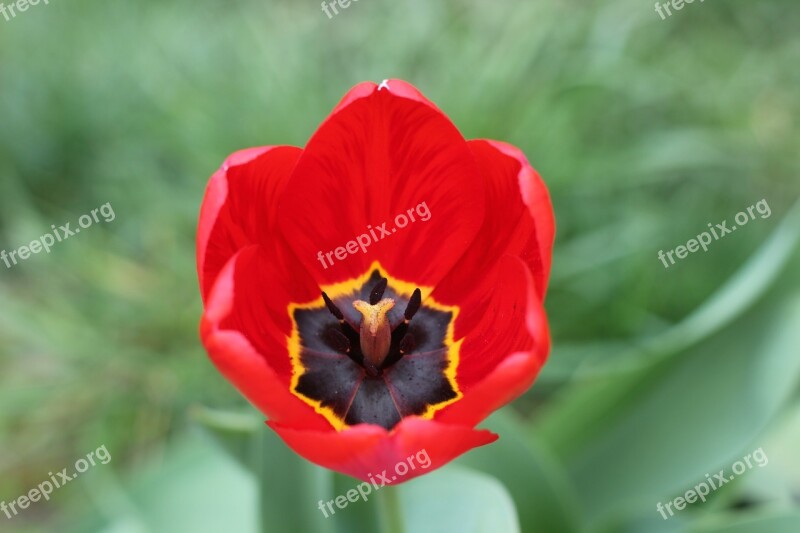 Tulip Red Flowers Garden Spring