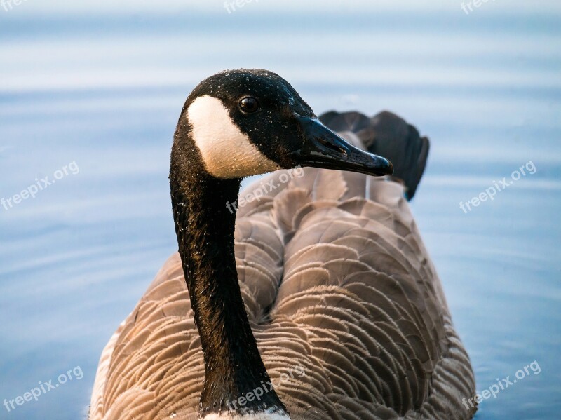 Canada Goose Goose Bill Head Eye