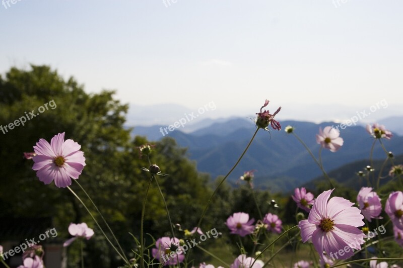 Milyang Cosmos Nature Landscape Flowers