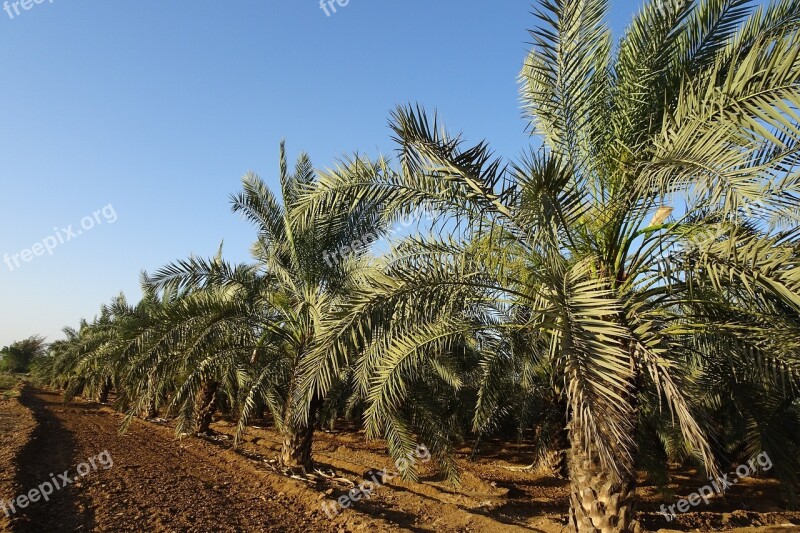 Date Palm Tree Phoenix Dactylifera Plantation Arecaceae