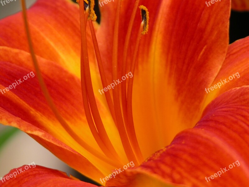 Day Lily Orange Open Free Photos