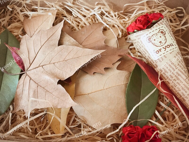 Gift Defoliation Indus Gift Box Dead Leaves