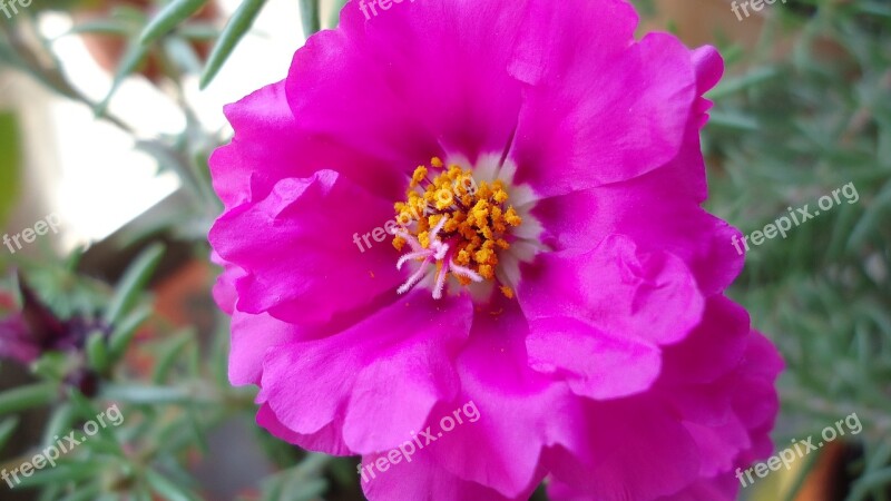 Flower Rosa Flowers Nature Pink