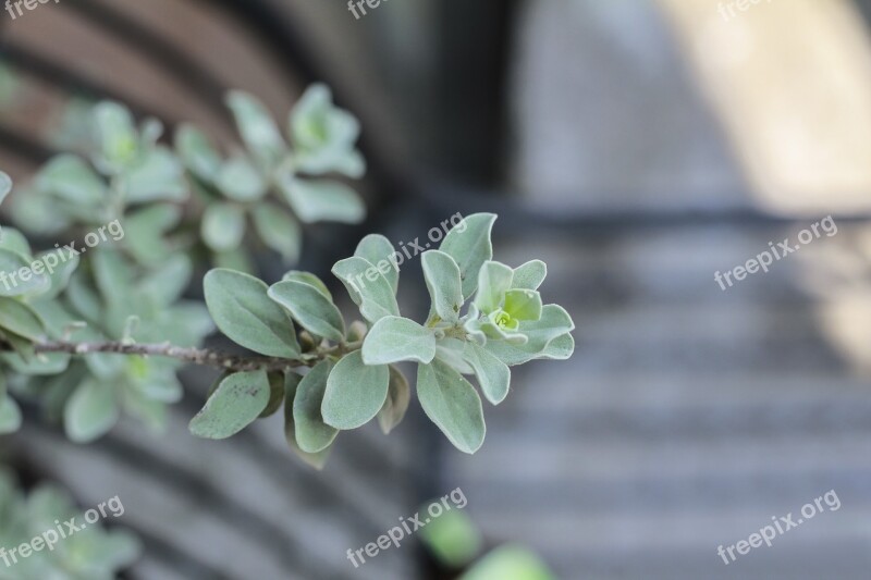 Leaf Green Flower Green Tree Nature