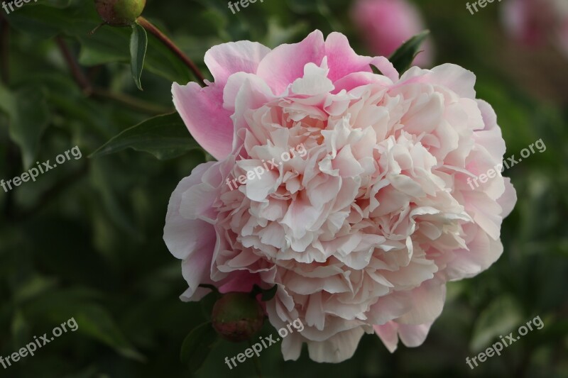 Chinese Herbaceous Peony Flower Pink Free Photos