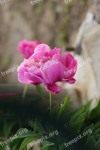 Chinese Herbaceous Peony Flower Pink Free Photos