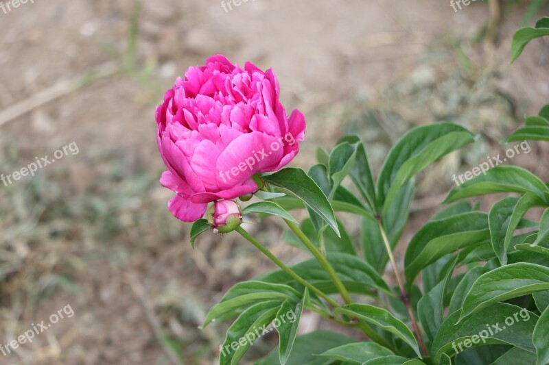 Chinese Herbaceous Peony Flower Pink Free Photos