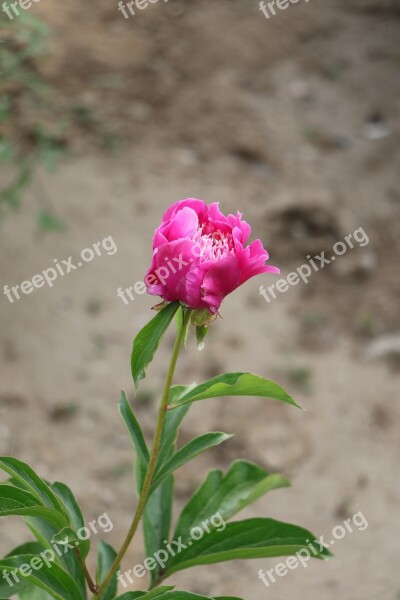 Chinese Herbaceous Peony Flower Pink Free Photos