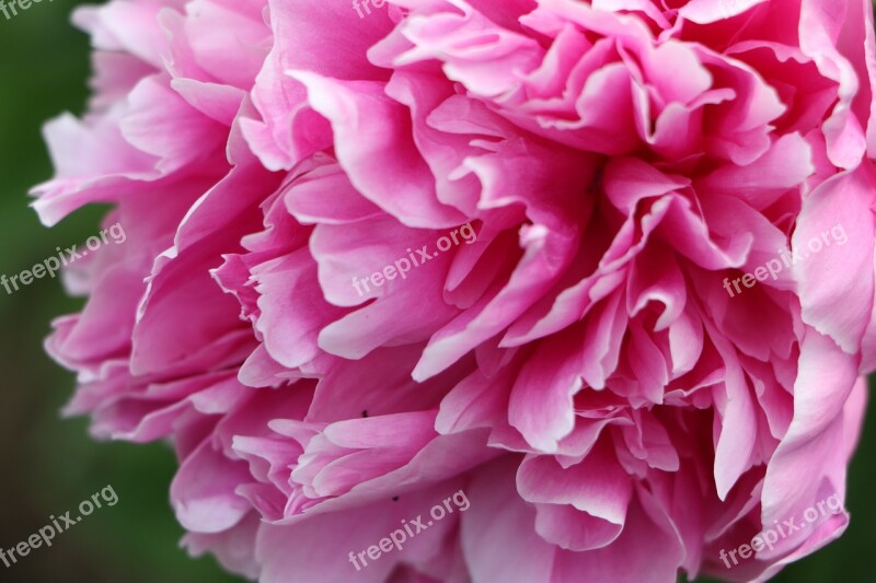 Chinese Herbaceous Peony Flower Pink Free Photos