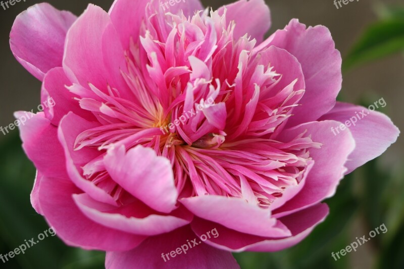 Chinese Herbaceous Peony Flower Pink Free Photos