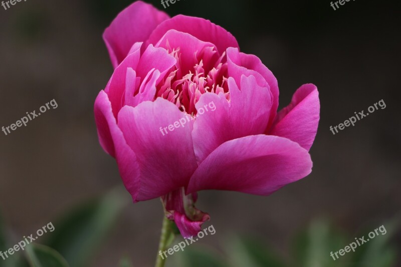 Chinese Herbaceous Peony Flower Pink Free Photos