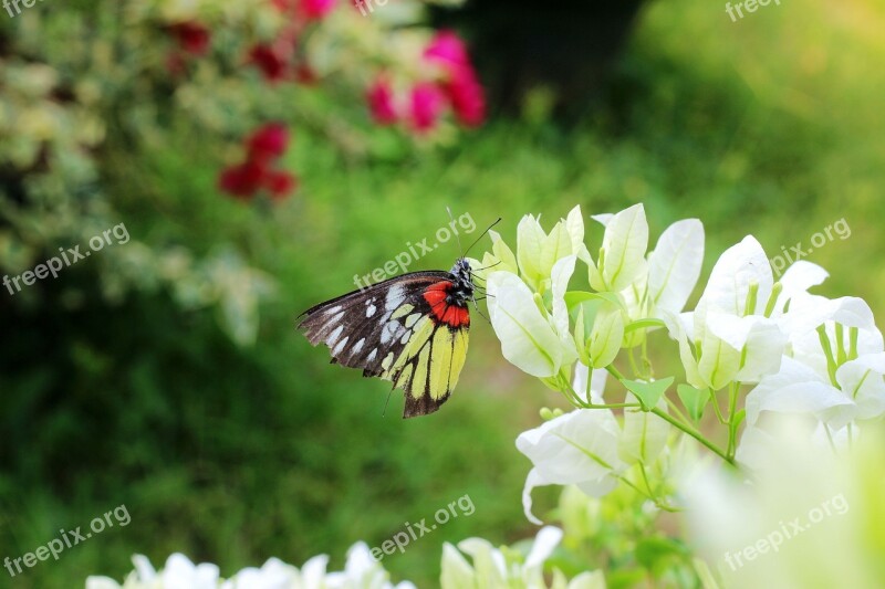 Butterfly Flower Static Free Photos