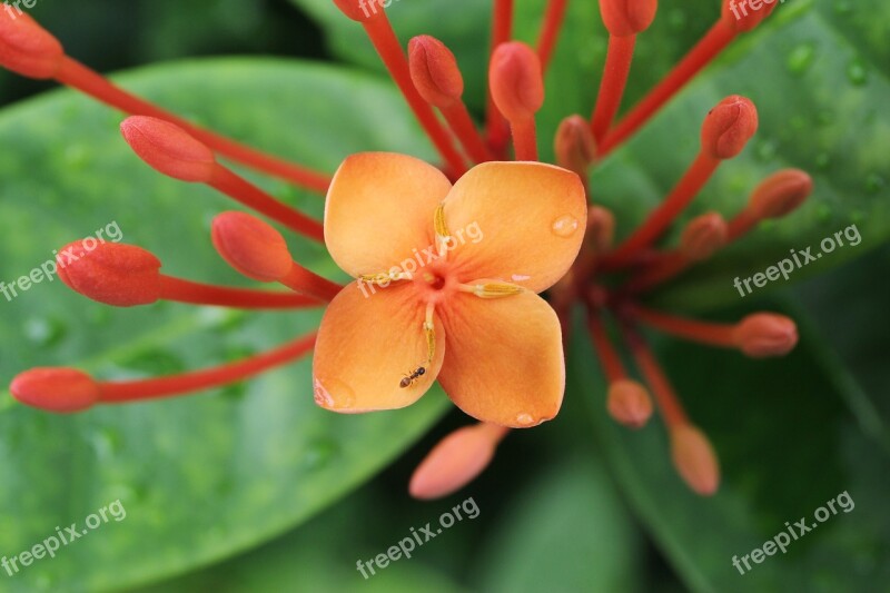 Ant Flower Green Leaf Free Photos