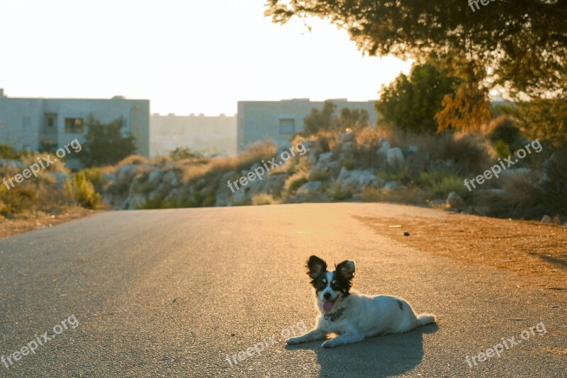 Dog Happiness Sun Happy Dog Happy