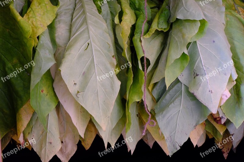 Tobacco Green Dried Free Photos