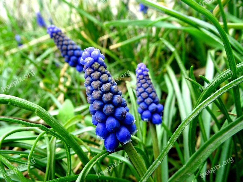 Muscari Spring Flower Common Grape Hyacinth Grape-hyacinth Onion Flowers