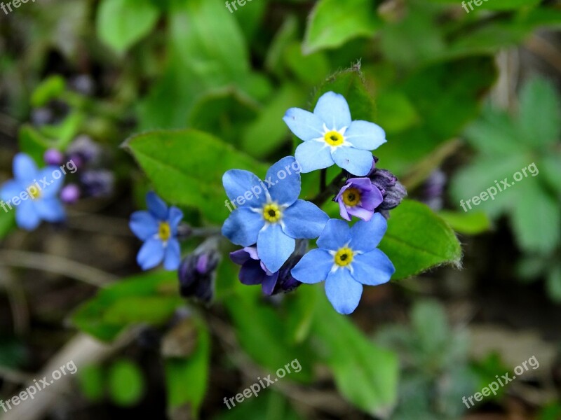 Forget Me Not Blue Forget Me Not Bloom Flower Garden Free Photos