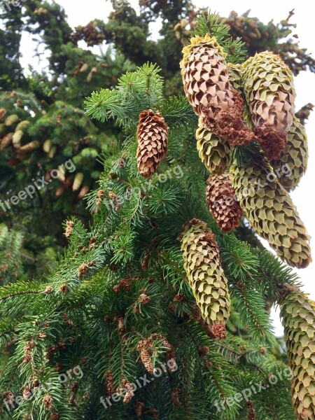 Tap Forest Fir Tree Conifer Green