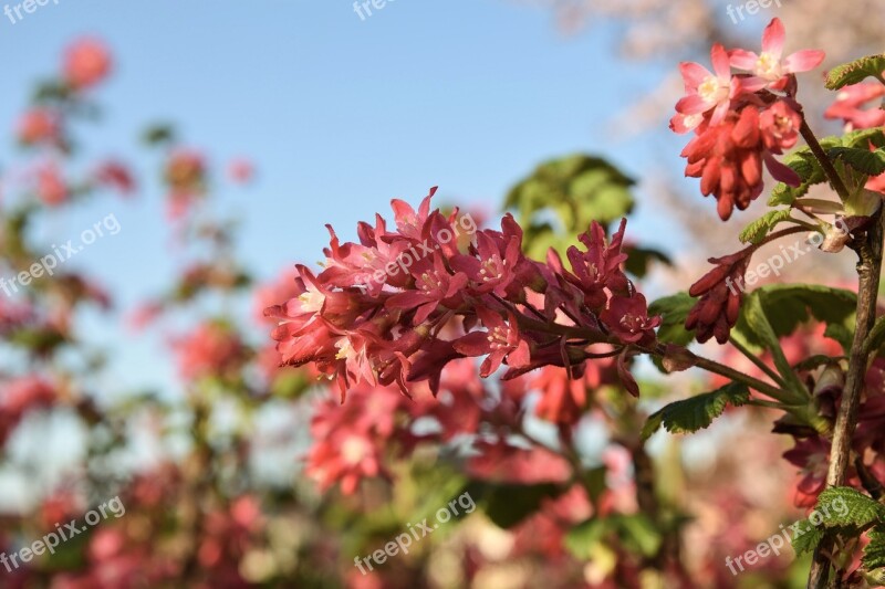 Spring Flowers Currant Garden Red Currant