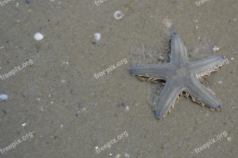 Starfish Beach Nature Seashells Sand