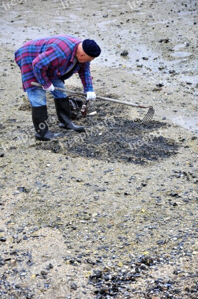 Clam Digger Clams Beach Shellfish Digging