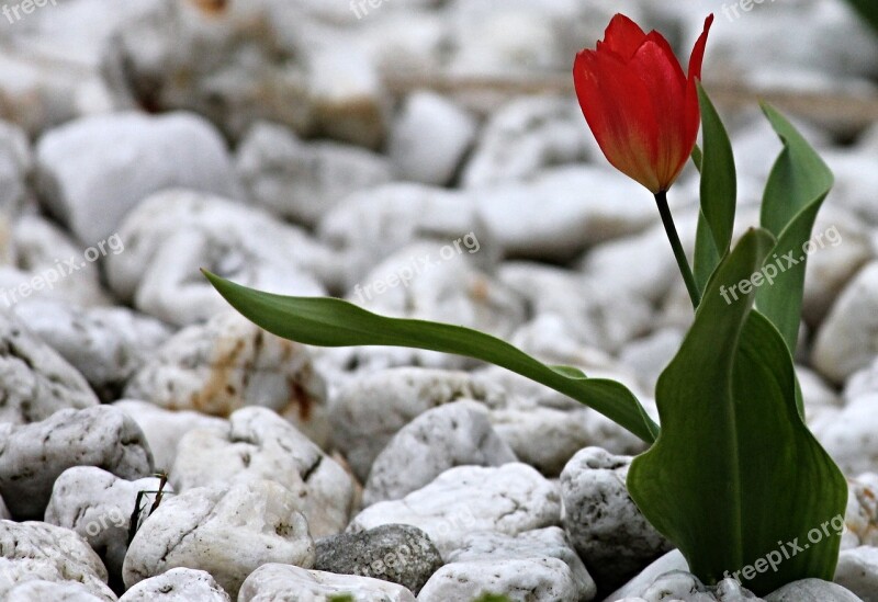 Tulip Stones Garden Pebble Red