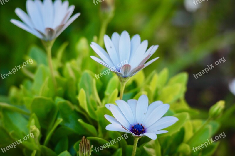 Daisies Flowers Nature Garden White Daisies