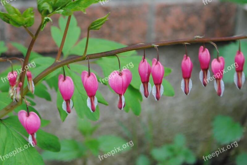 Bleeding Heart Flower Pink Spring Dicentra