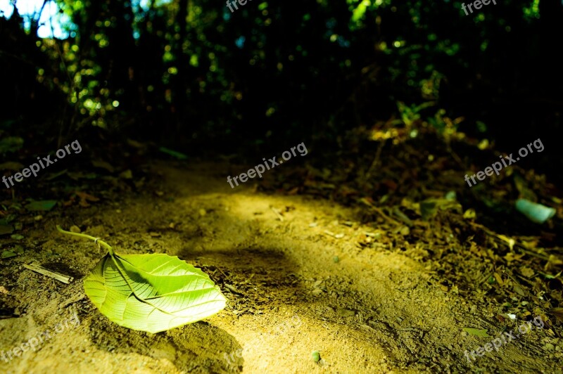 Nature Garden Flower Spring Green