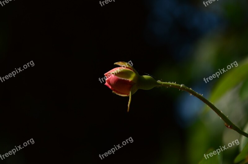 Rose Bud Flower Lovely Morning