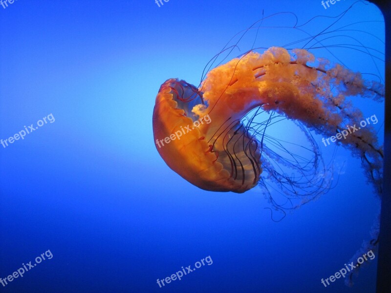 Jelly Fish Natural Wildlife Sea Aquarium