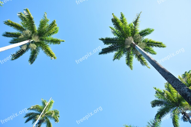 Palm Trees Garden Summer Free Photos