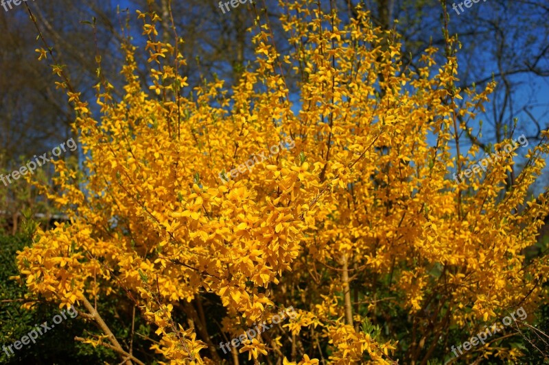 Flowers Yellow Yellow Flowers Forsythia Close Up