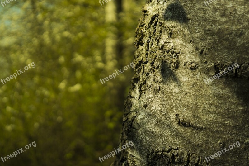 Tree Log Bark Nature Tribe