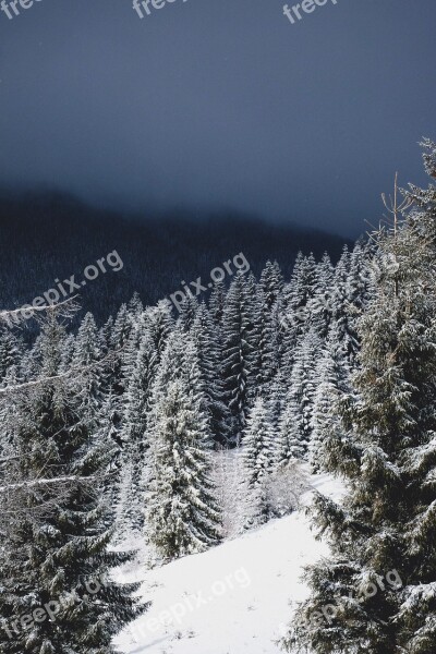 Winter Snow Christmas Trees Evergreens