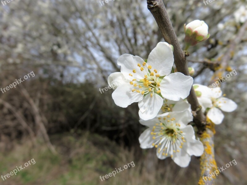 Spring Blossom Bloom Nature Tree