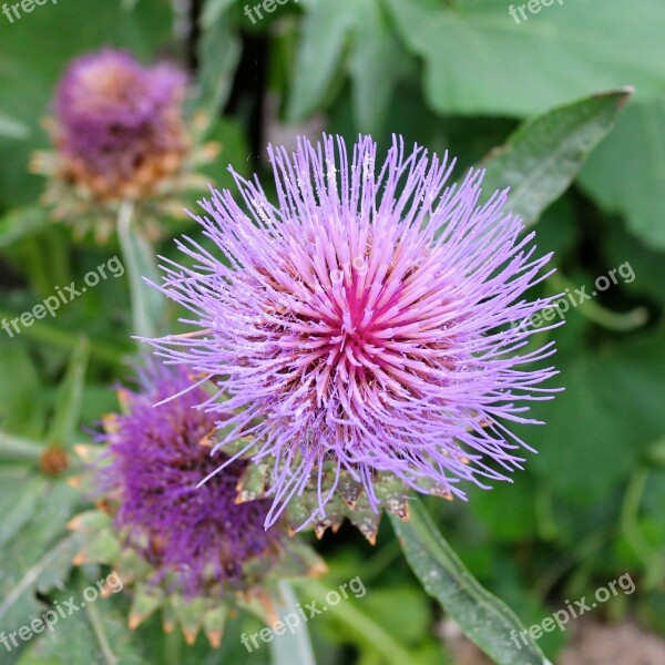 Flower Thistle Petal Stamen Mauve