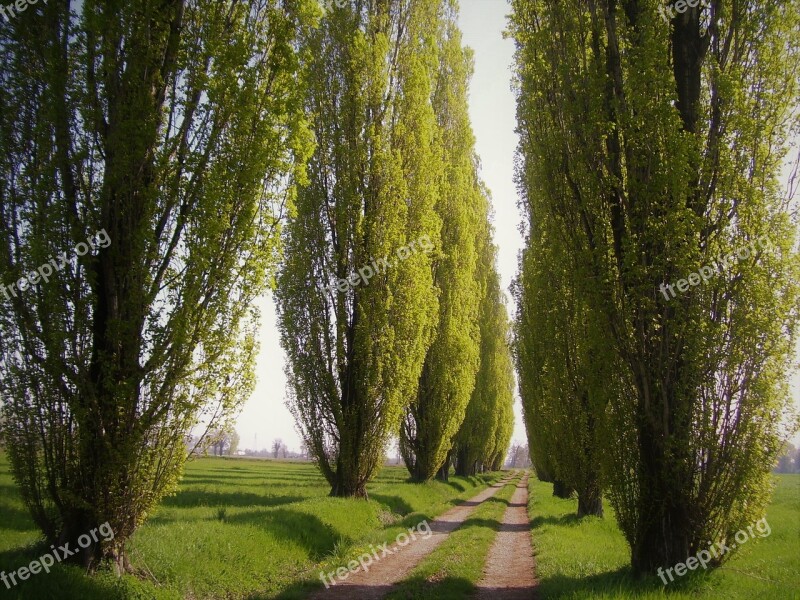 Poplars Trees Tree-lined Street Campaign Nature