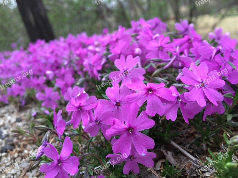 Flowers Spring Flowers Plants Spring Purple Flowers