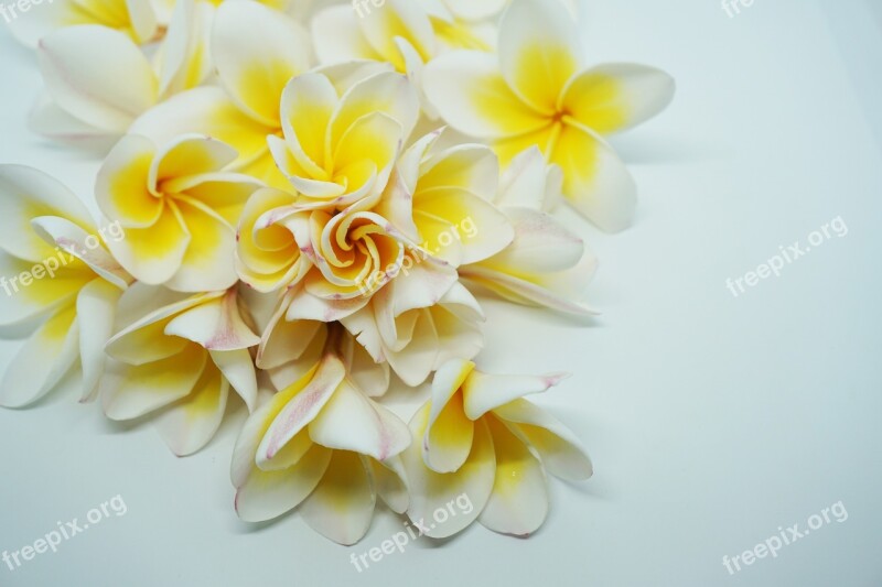 More Information Dok Champa Laos Frangipani Flowers Flowers White Flowers