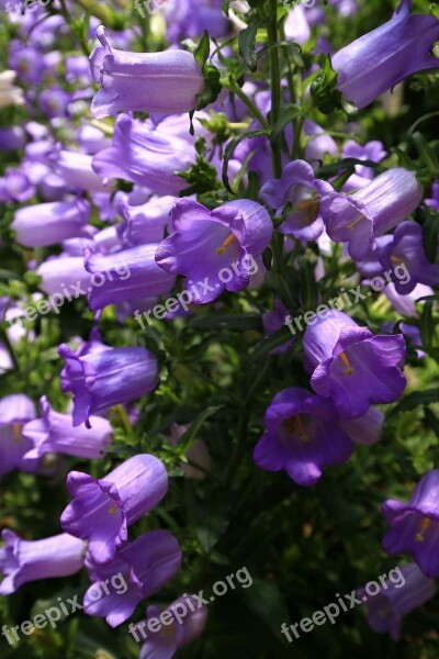 Flowers And Plants Beautiful Port Spring Tour Free Photos