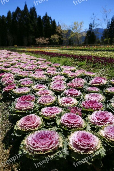 Taiwan Mei Feng Flowers And Plants Beautiful Port Free Photos