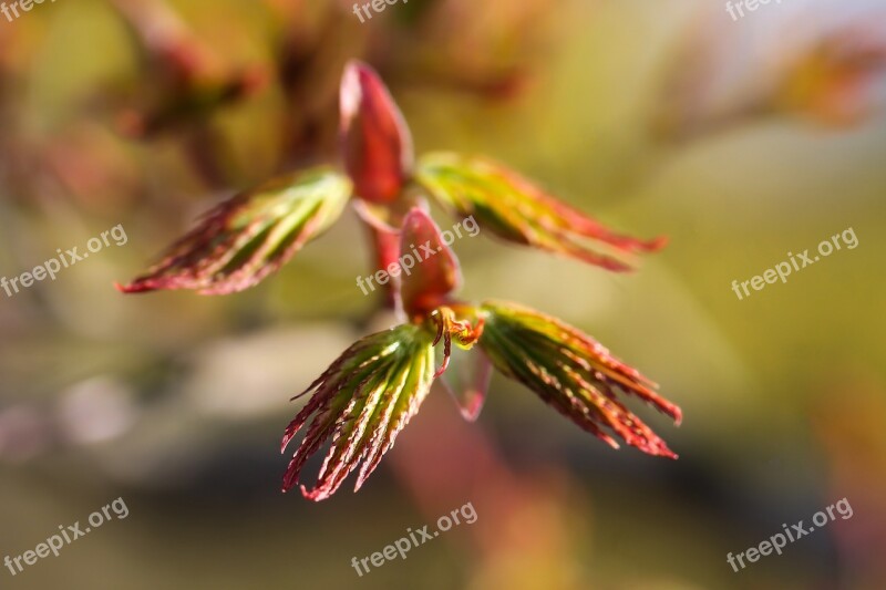 Acer Palmatum Japan Maple Maple Leaf Spring Nature