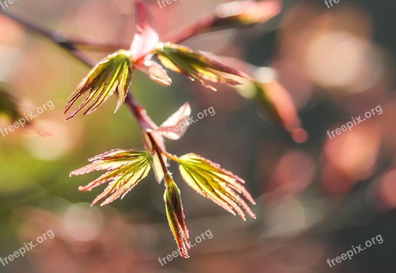 Acer Palmatum Japan Maple Maple Leaf Spring Nature